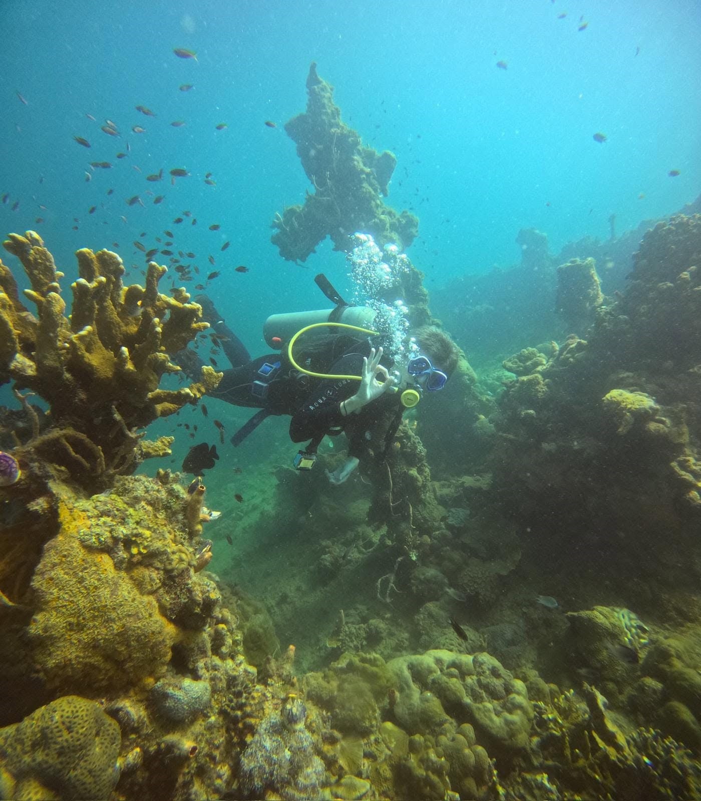 W Divers Coron dive resort website